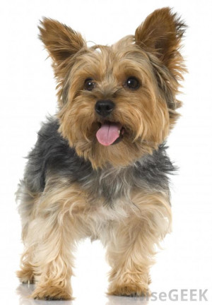 Yorkshire Terrier Mix Breeds The yorkshire terrier is