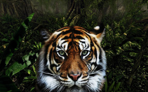 Jungle Animals Wallpaper 1280x800 Jungle, Animals, Tigers