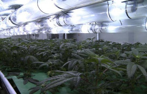 Massive Hydroponic Cannabis Grow Found Underground Bunker