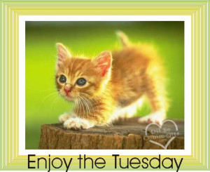 Tuesday Wishes Scraps, Pictures, Comments for Orkut, MySpace