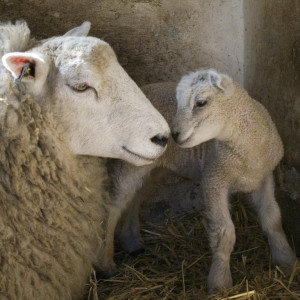 Mama Sheep and Baby Lamb