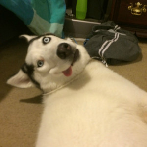 Derpy Looney Toons Husky Pulls Off a Cartoony Face