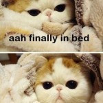 finally in bed… need pee