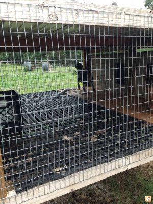 above ground dog kennel flooring