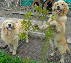 Fotos De Un Perro Golden Retriever Cachorro Dorado En Buenos Aires