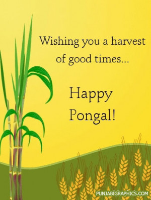 Happy Pongal: Harvest Of Good Times…