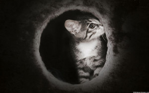 Kitten In Dark With Mysterious Mood Images, Pictures, Photos, HD ...