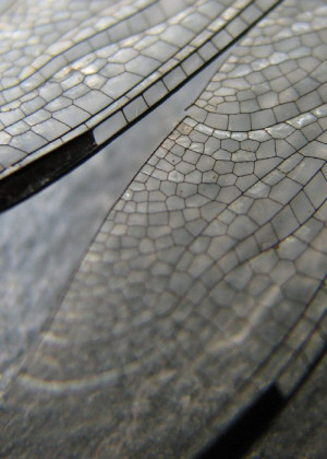 Dragonfly wings over slate