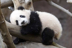 Baby Panda Life Cycle - Baby pictures