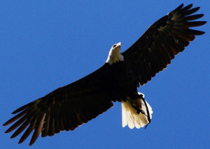 Bible verses about Eagles Wings