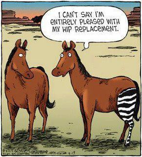 Funny Zebra Pictures – Hip Replacement