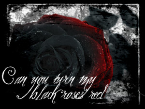 Red and Black Rose ! - roses Photo