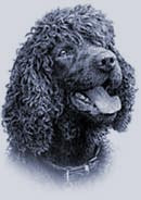 of famous dog quotes and quotations include totally diverse dog quotes ...