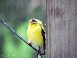 When God sorts out the weather and sends rain – why, rain’s my ...