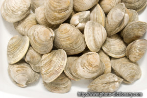 clams - photo/picture definition - clams word and phrase image