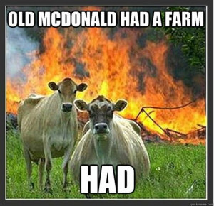 Cows with an attitude