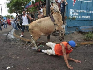 Funny Animal Pictures Bull Riding Monkey