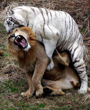 ... Pictures tiger lion fight lion tiger fight lion and tiger fight
