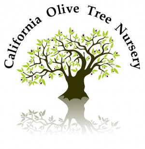 Olive Tree Logo