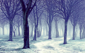 Nature Snowy Winter Forest Trees | 1440 x 900 | Download | Close