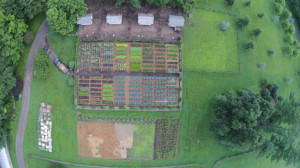 An aerial shot of the vegetable garden looked very much like my Peter ...