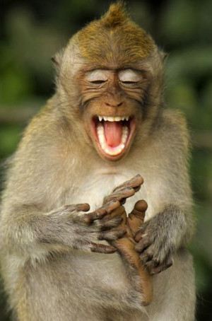 Funny Animals - Monkey Laughing