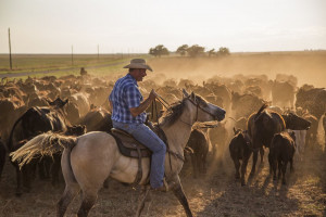 rancher herds his cows on horseback from the pasture to the barn in ...