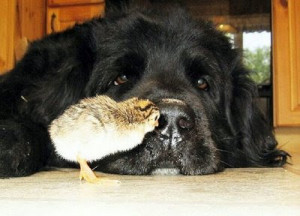 Curious little chick. Dog doesnt seem to bothered by the little bird.