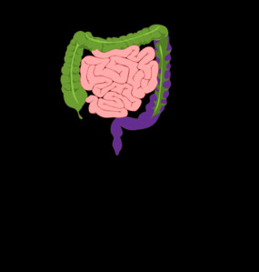 Small Intestine Clip Art