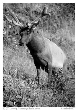Roosevelt Elk Prairie Creek...