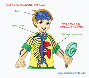 ... Nervous, Cc Cycling, System Image, Science Stuff, Central Nervous
