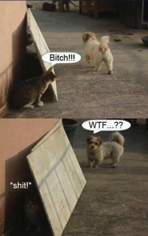 ... Animals , Funny Pictures // Tags: Funny cat vs dog // November, 2013