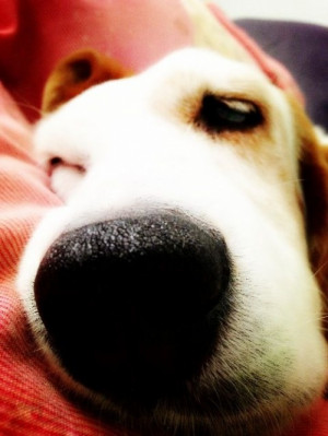 Found on cutestpaw.com