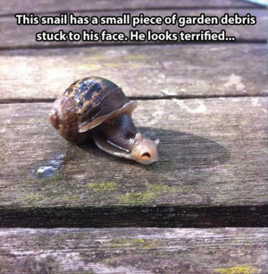funny snail