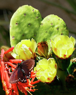 similar results via karen samuels cactus love cactus love by anchyee