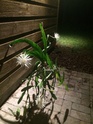 this is this is the first time its ever flowered