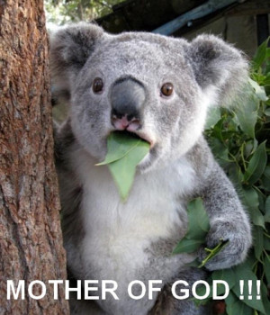 VH funny-koala-picture-mother-fo-god