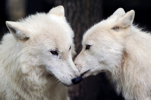 cute wolves in love