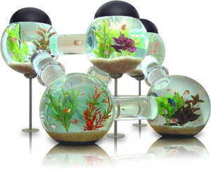 Funny photos funny Labyrinth Aquarium design