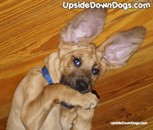 funny pictures dogs,funny dog and puppy pictures,funny types of dogs ...