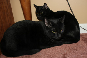 ... Salem (in front) and Mabon (in back) Yes, two black cats are better