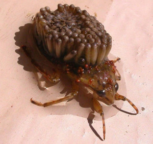 Ugliest Animals: The Giant Water Bug
