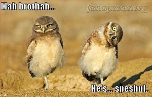 Funny Owl Twin Brothers – Funny Animals – Funny Picture
