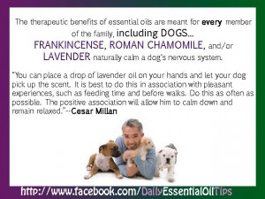 ... : http://www.essentialoilpro.net/essential-oils-for-your-dog/ Like
