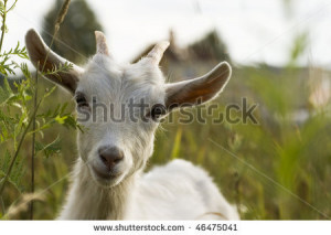 Billy Goat Stock Photo Istock
