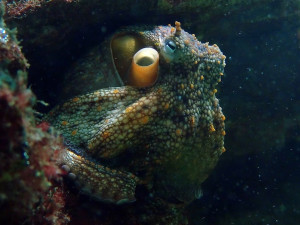 Do octopuses feel pain as deeply as mammals?