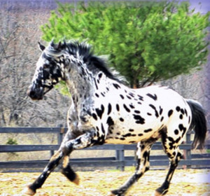 Bay Arabian Horse Wallpaper