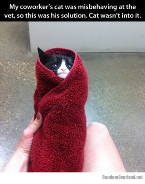 When your cat is misbehaving