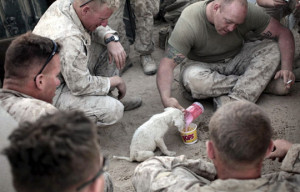 Funny photos funny cute soldiers feeding dog