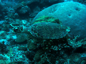 Palau Diving